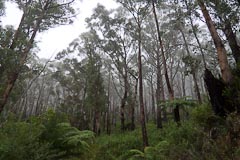 In the mist on the south side of Mt Oberon