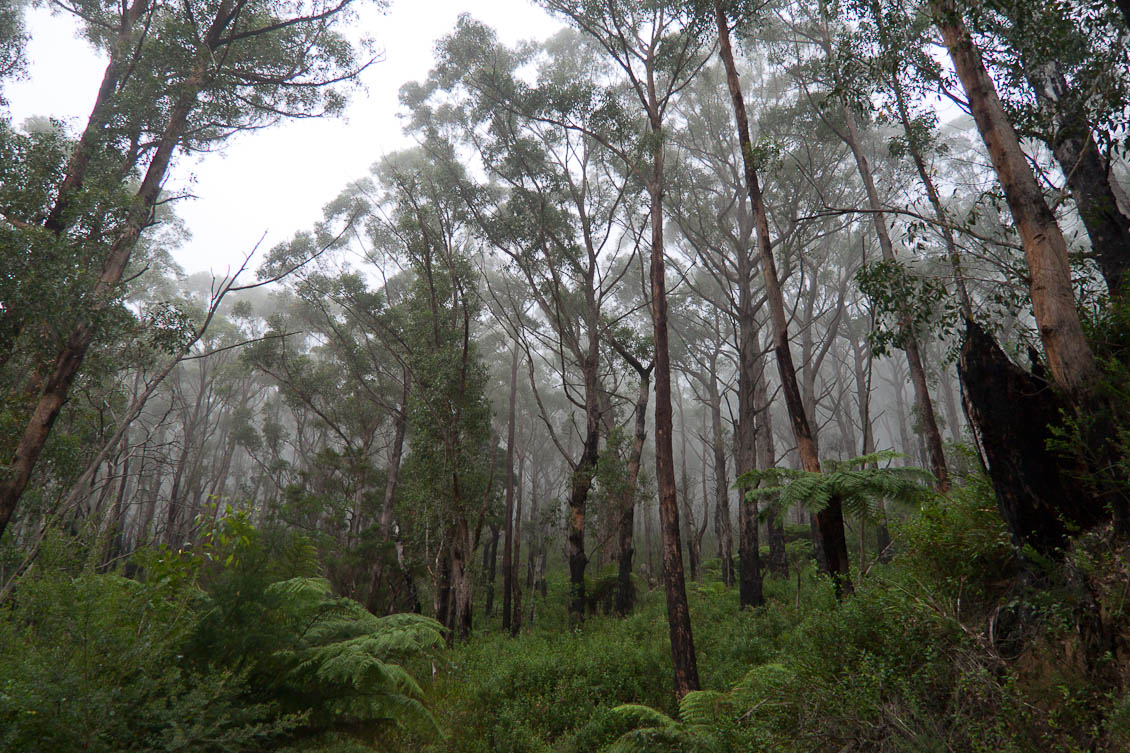 Forest on Mt Oberon